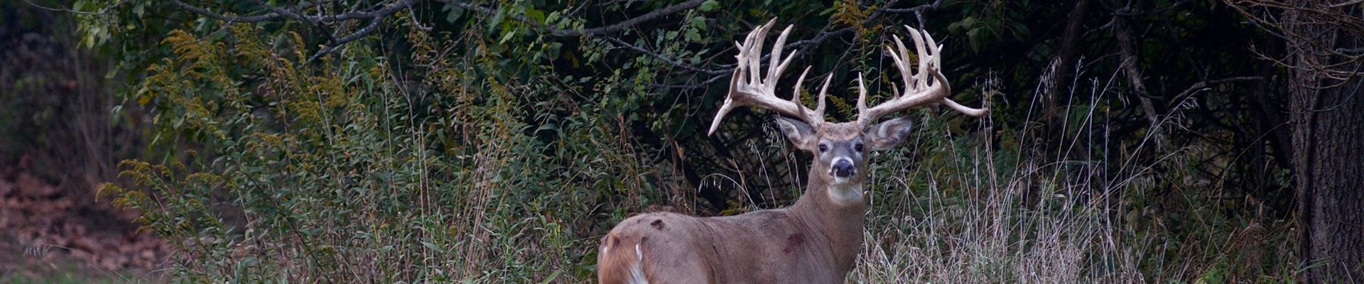 Mature Illinois trophy whitetail buck standing in timber cover