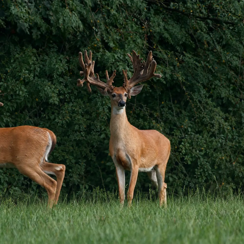 Trophy whitetail buck showing wide non-typical antlers