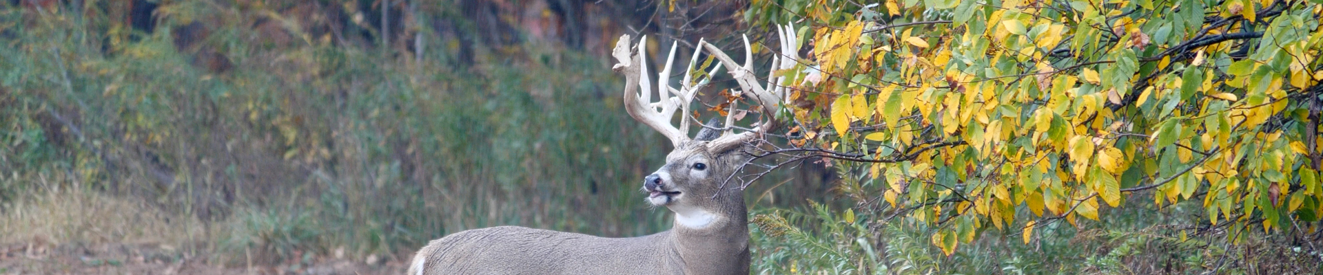 Mature Illinois whitetail buck in fall timber along a field edge