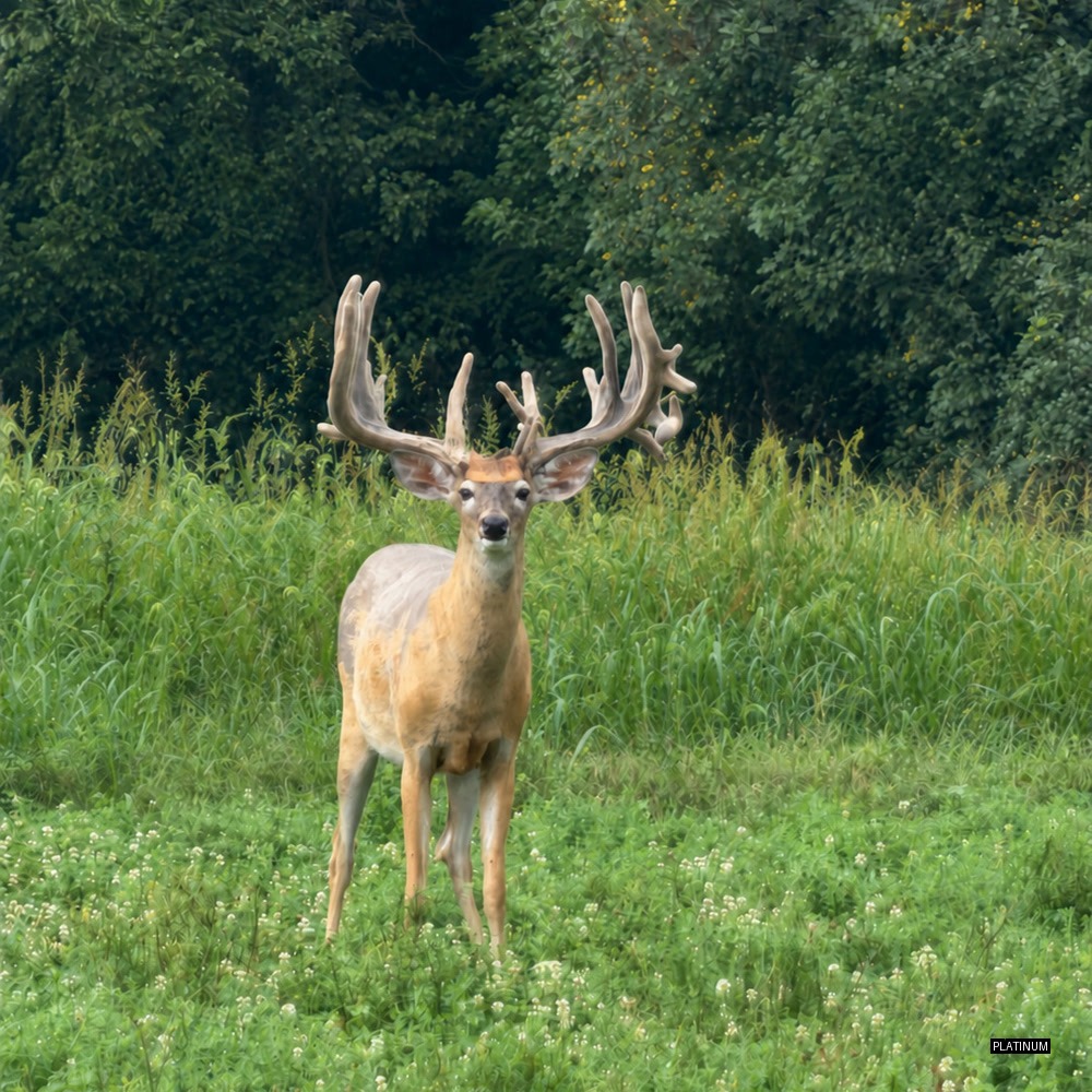 Large typical whitetail buck in green summer foliage
