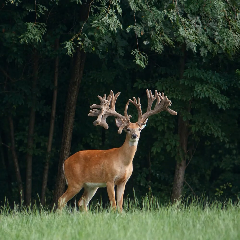 Heavy-horned whitetail buck standing in summer timber