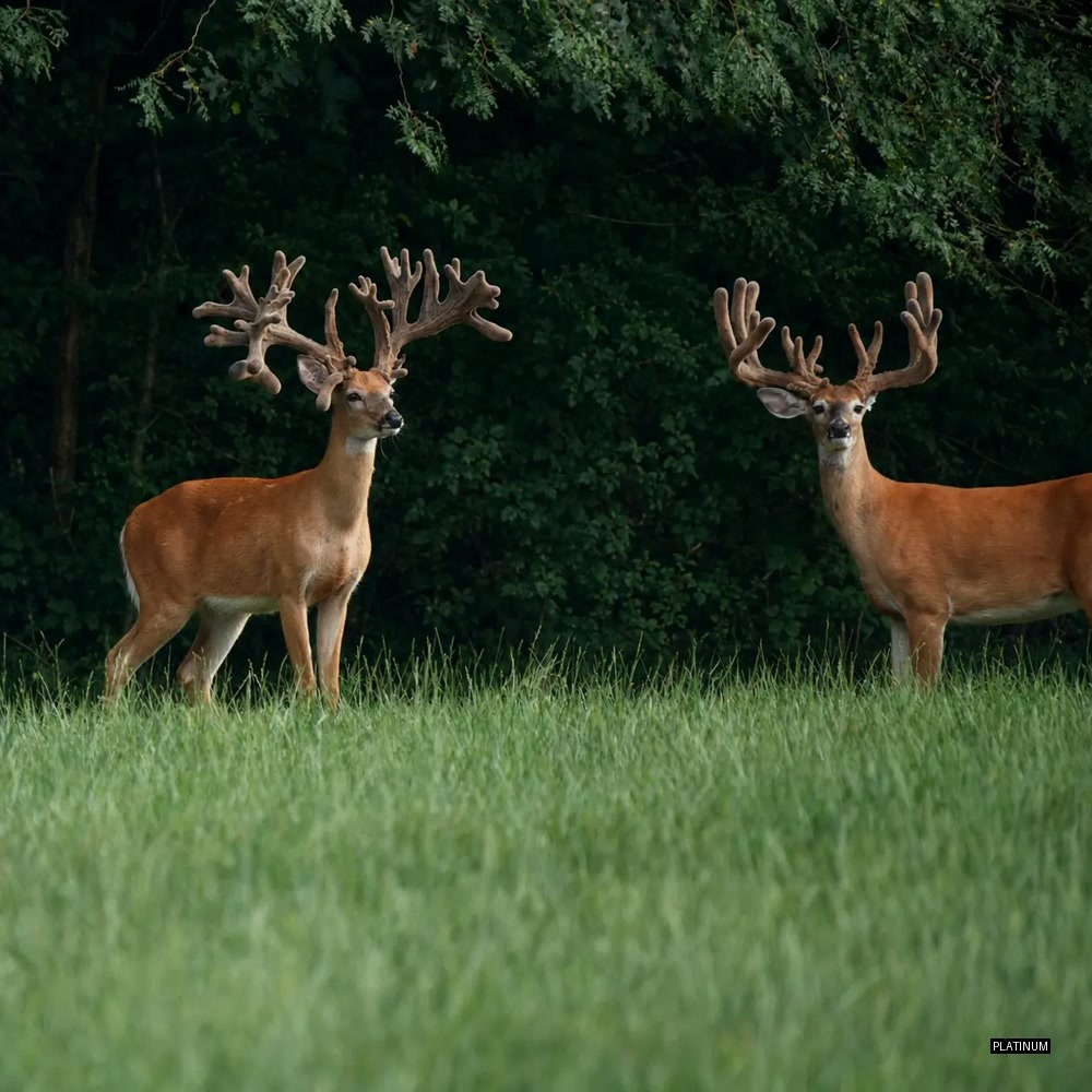Pair of trophy whitetail bucks in a green field