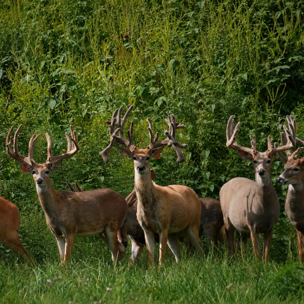Herd of trophy whitetail bucks in summer cover