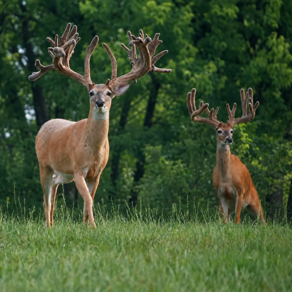 Two mature whitetail bucks in an open grassy field
